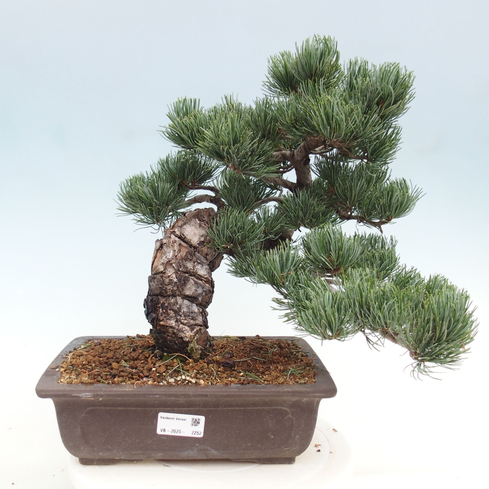 Bonsaï d'extérieur - Pinus parviflora - Pinus parviflora