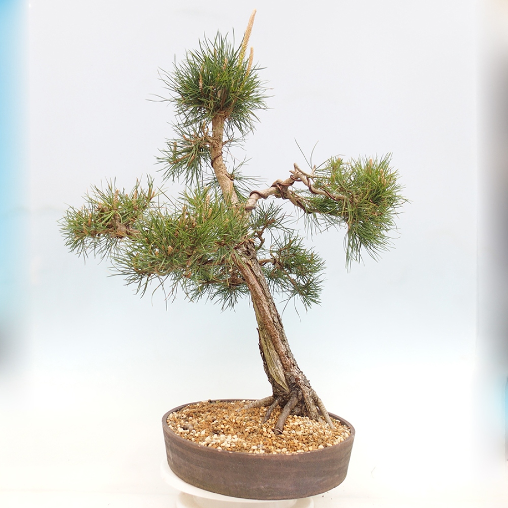 Bonsaï d'extérieur - Pinus thunbergii - Pin de Thunberg