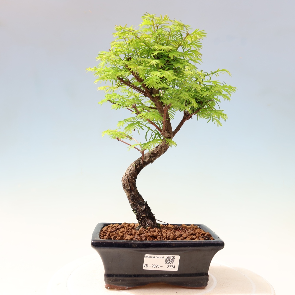 Bonsaï d'extérieur - Metasequoia glyptostroboides - Metasequoia chinois