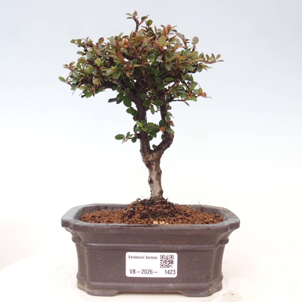 Bonsaï d'extérieur - Cotoneaster horizontalis - Rocky Mountain