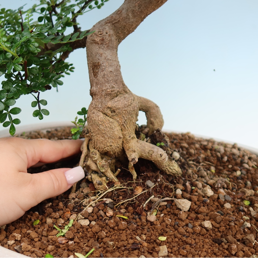 Salle bonsaï - Zantoxylum piperitum - arbre à poivre