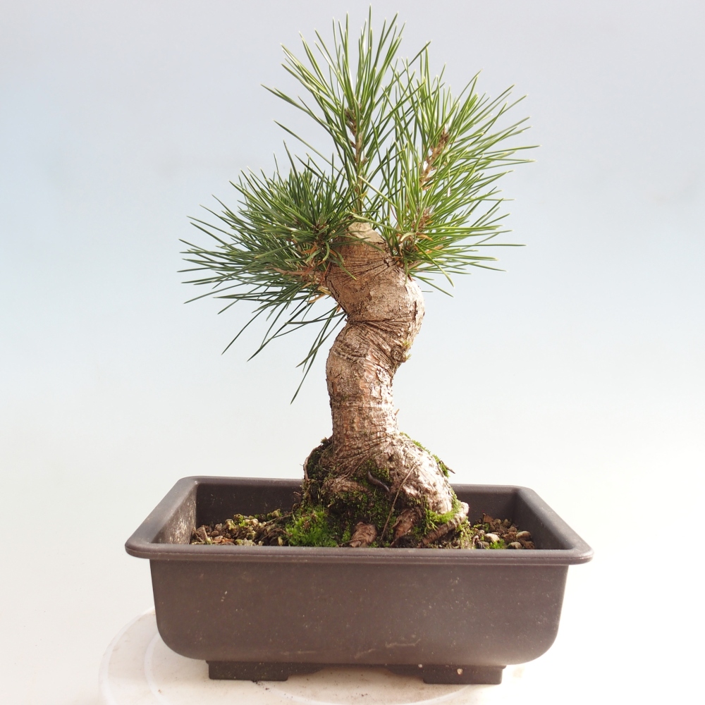 Bonsaï d'extérieur - Pinus thunbergii - Pin de Thunberg