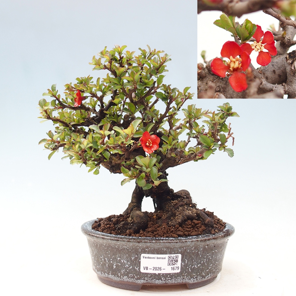 Bonsaï d'extérieur - Chaneomeles speciosa - Coing