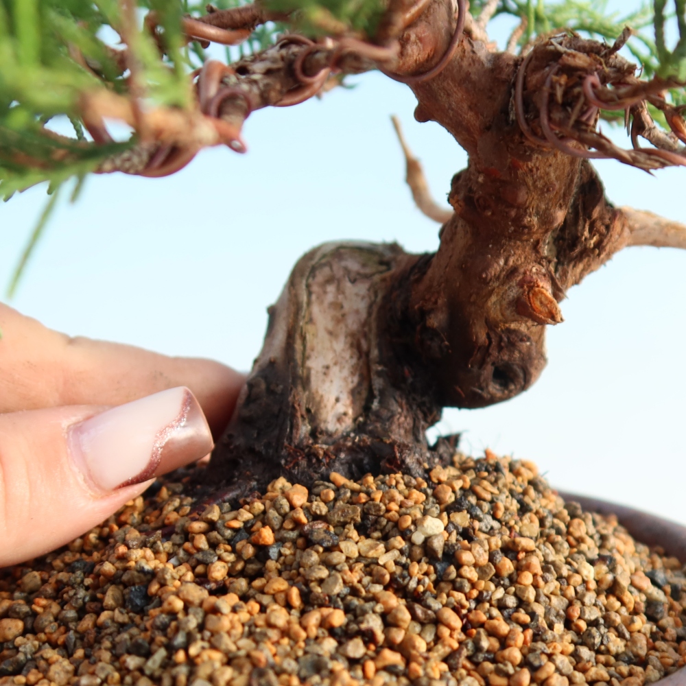 Bonsaï d'extérieur - Juniperus chinensis Itoigawa