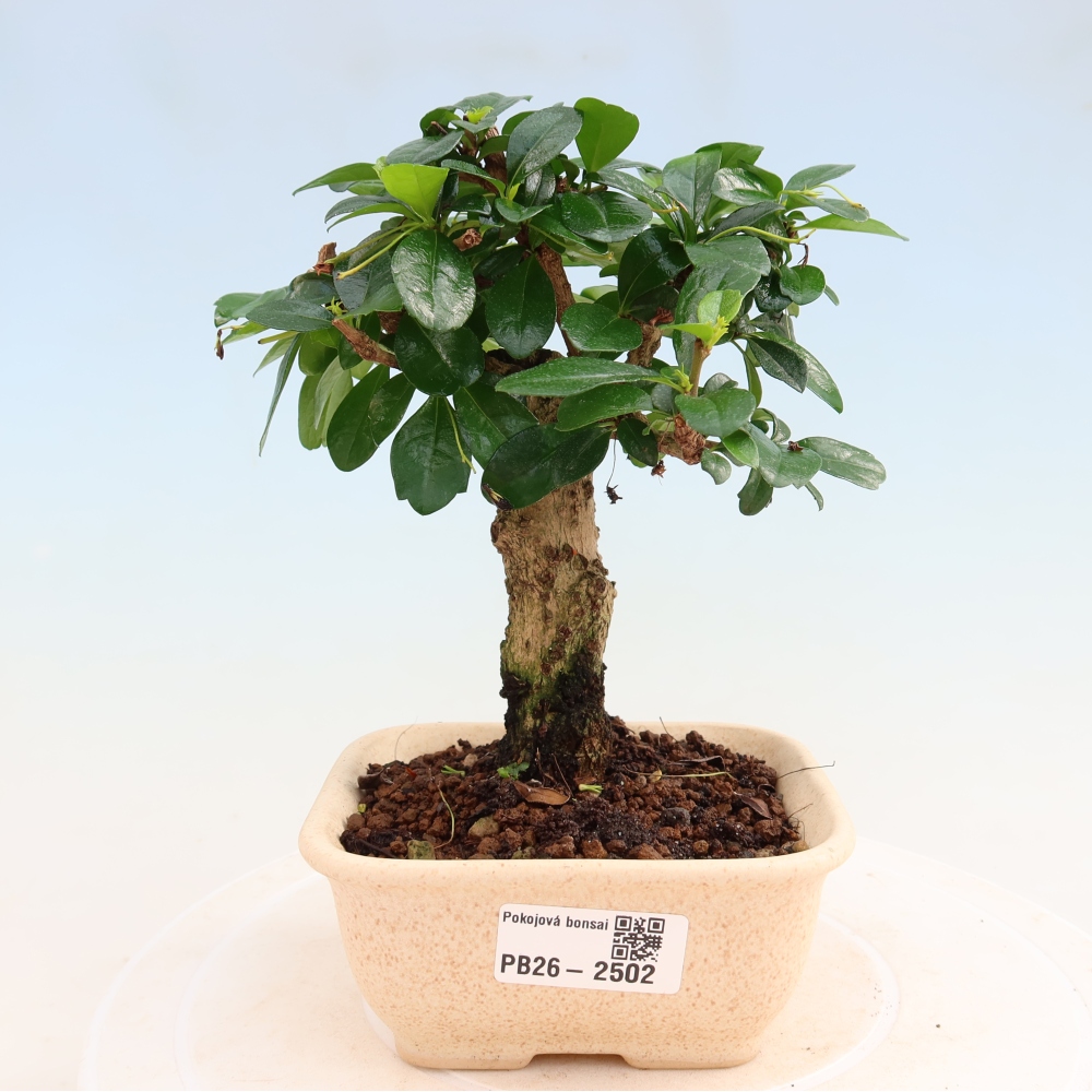 Bonsaï de chambre - Carmona macrophylla - Tea fuki