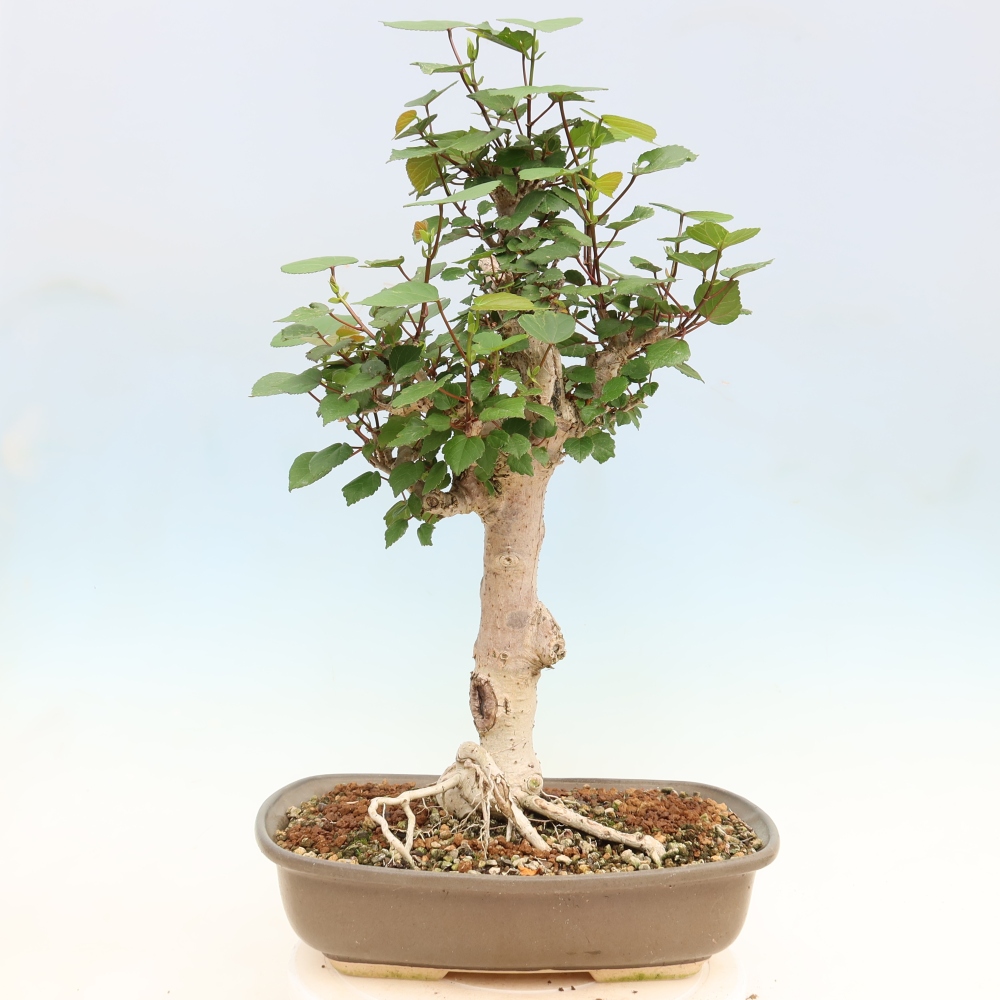 Bonsaï d'intérieur - Hibiscus tiliaceus - Hibiscus de mer