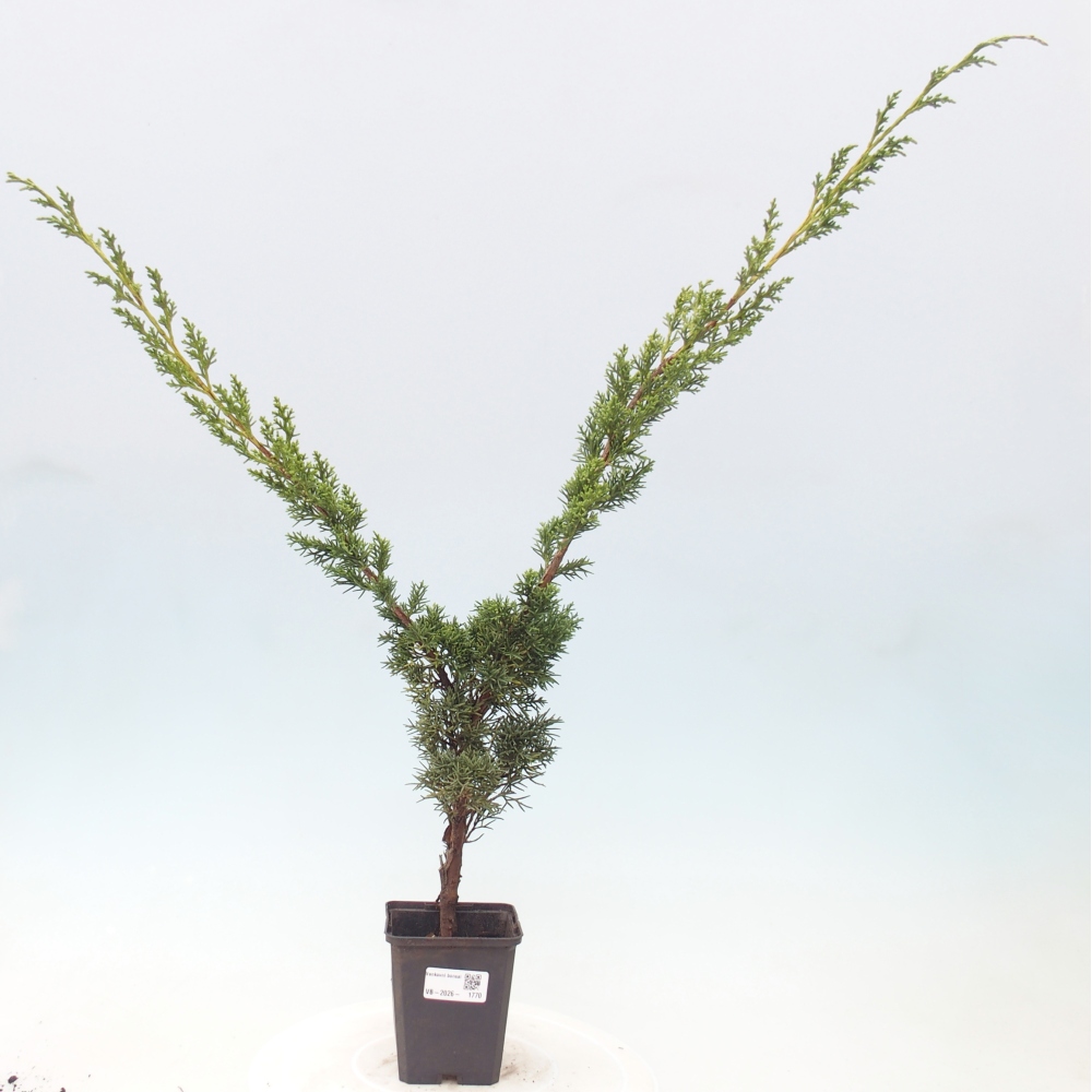 Bonsaï d'extérieur - Juniperus chinensis Kishu