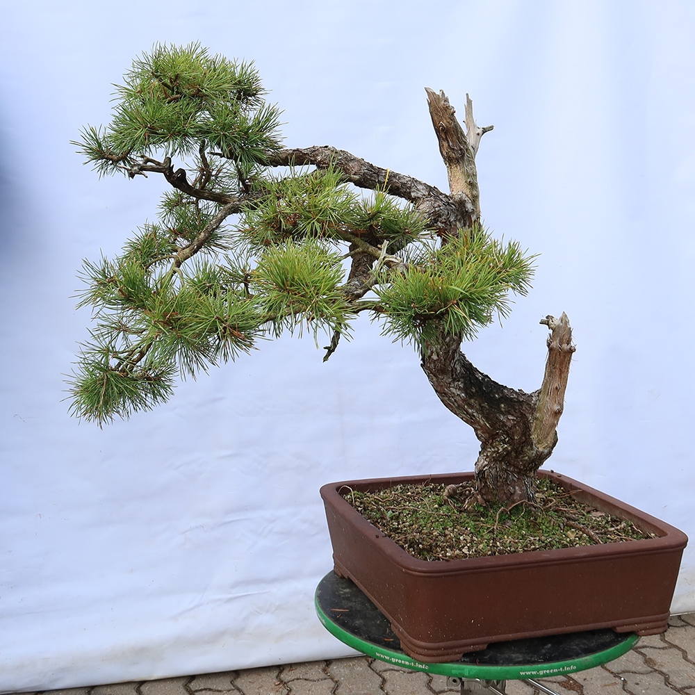 Pinus sylvestris Espagne - pin sylvestre