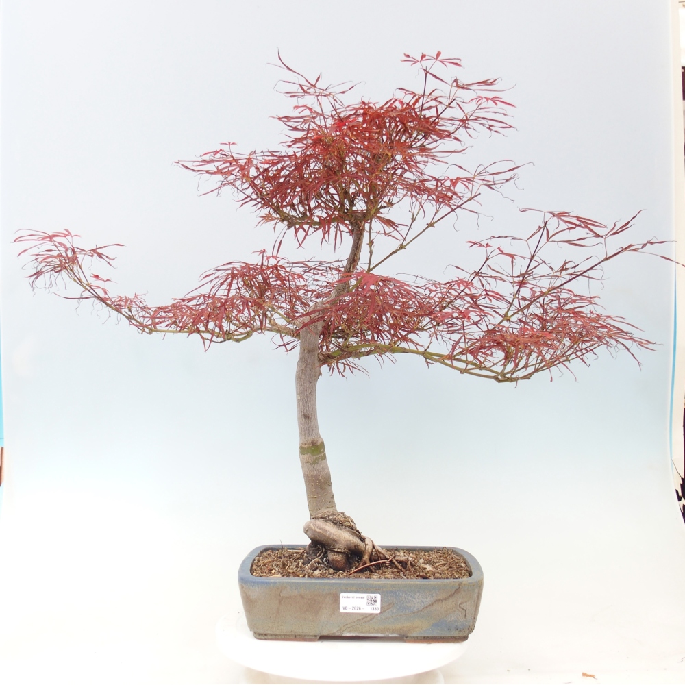 Bonsaï d'extérieur - Acer palmatum RED PYGMY