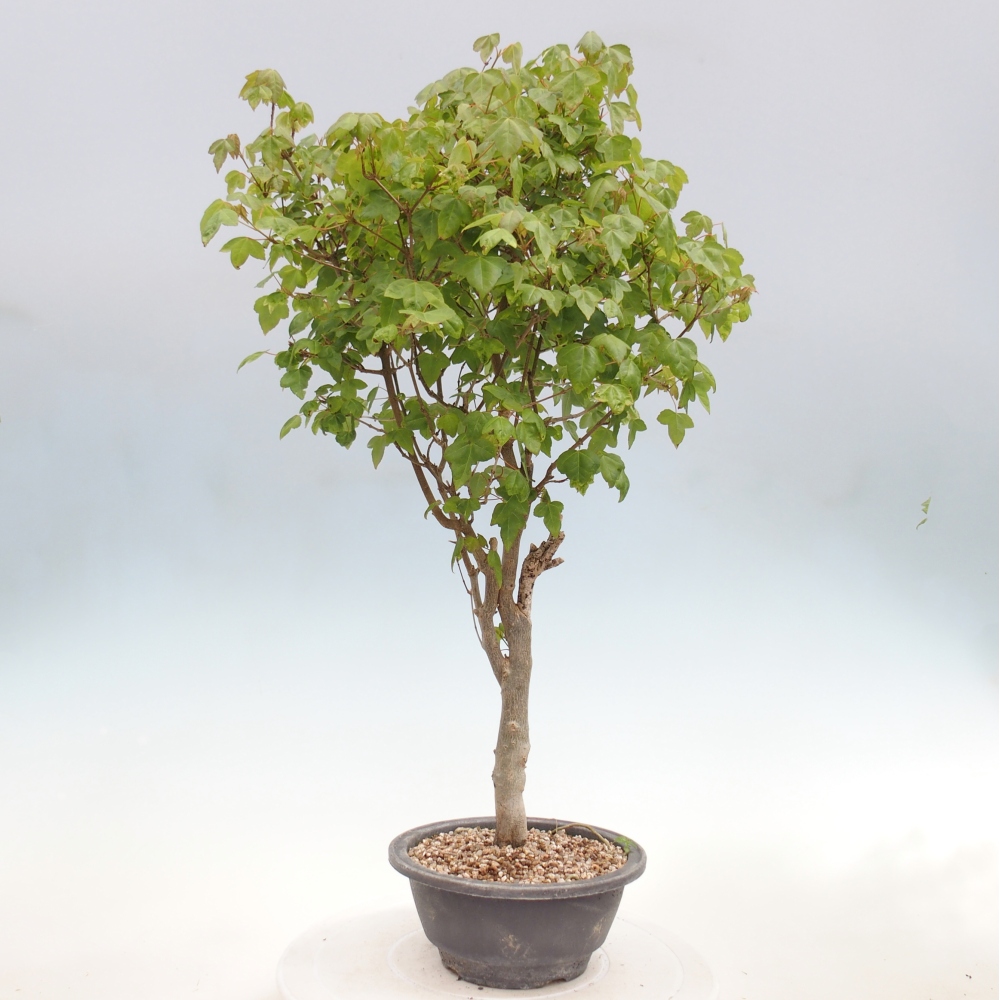 Bonsaï d'extérieur - Acer Buergerianum - Burger Maple