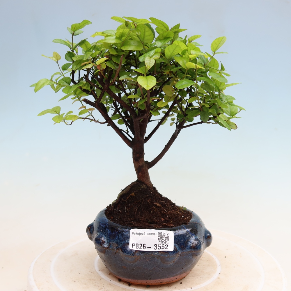 Bonsaï de chambre - Sageretia thea - Sageretia thea