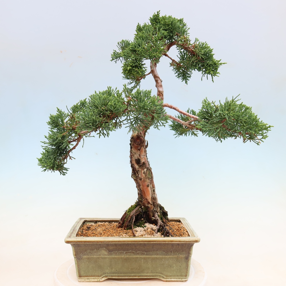 Bonsaï d'extérieur - Juniperus chinensis Kishu