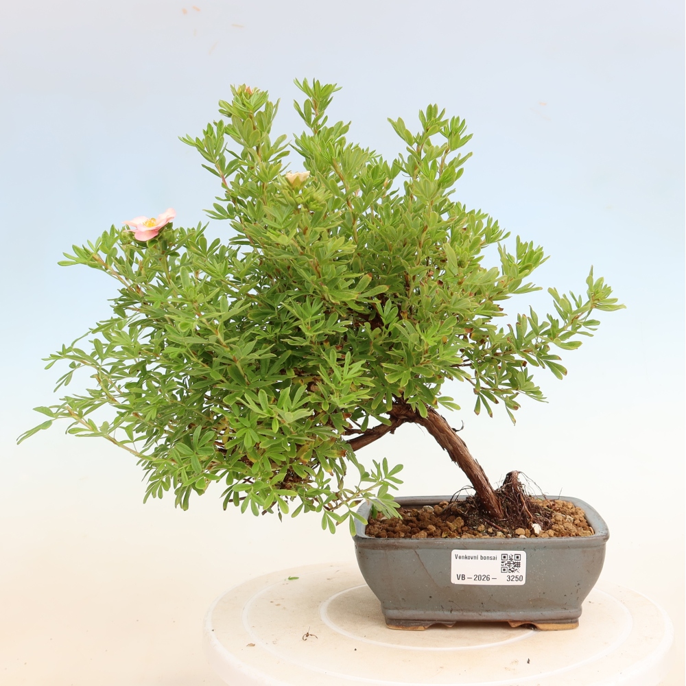 Bonsaï d'extérieur - Potentille arbustive - Potentilla fruticosa Bellissima