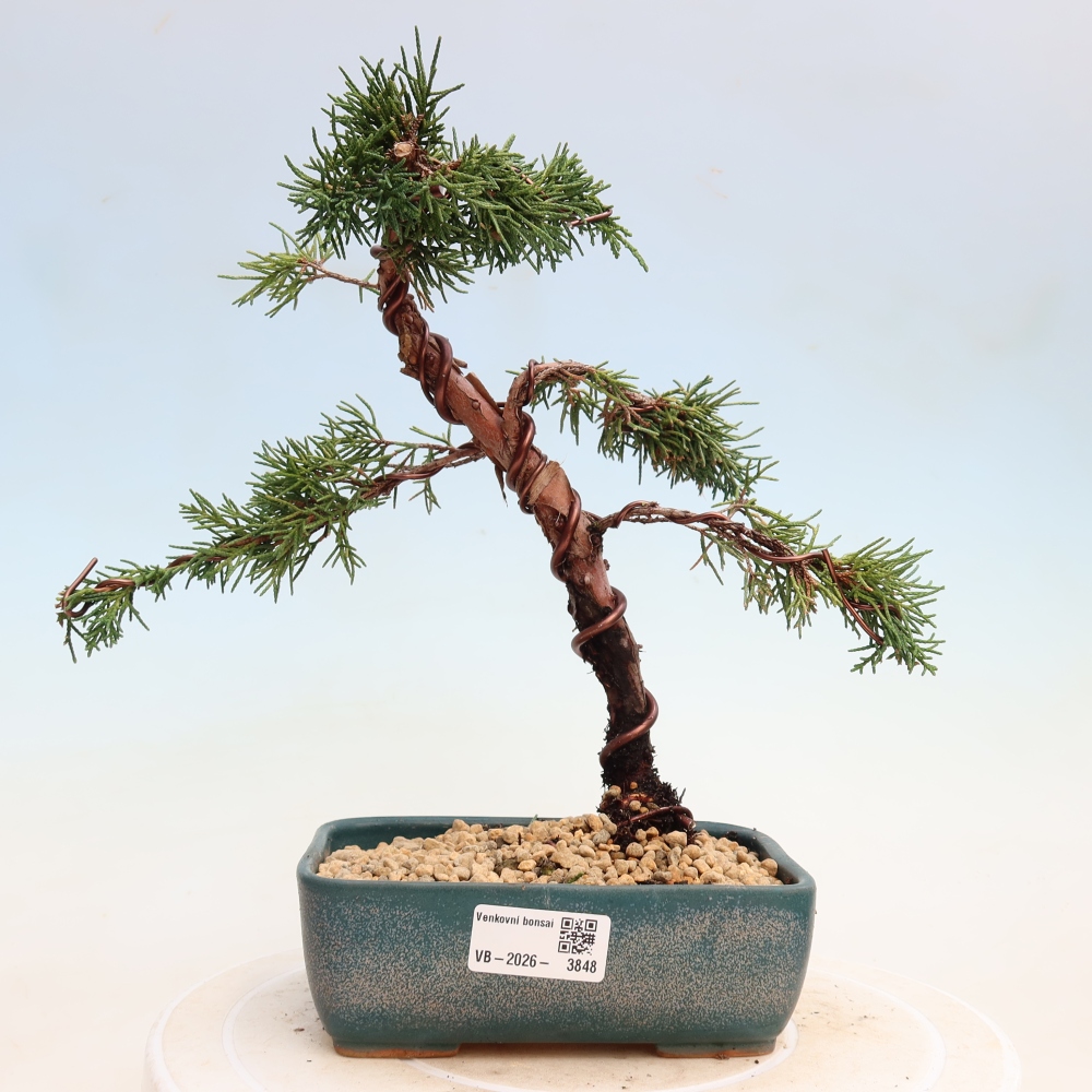 Bonsaï d'extérieur - Juniperus chinensis Kishu
