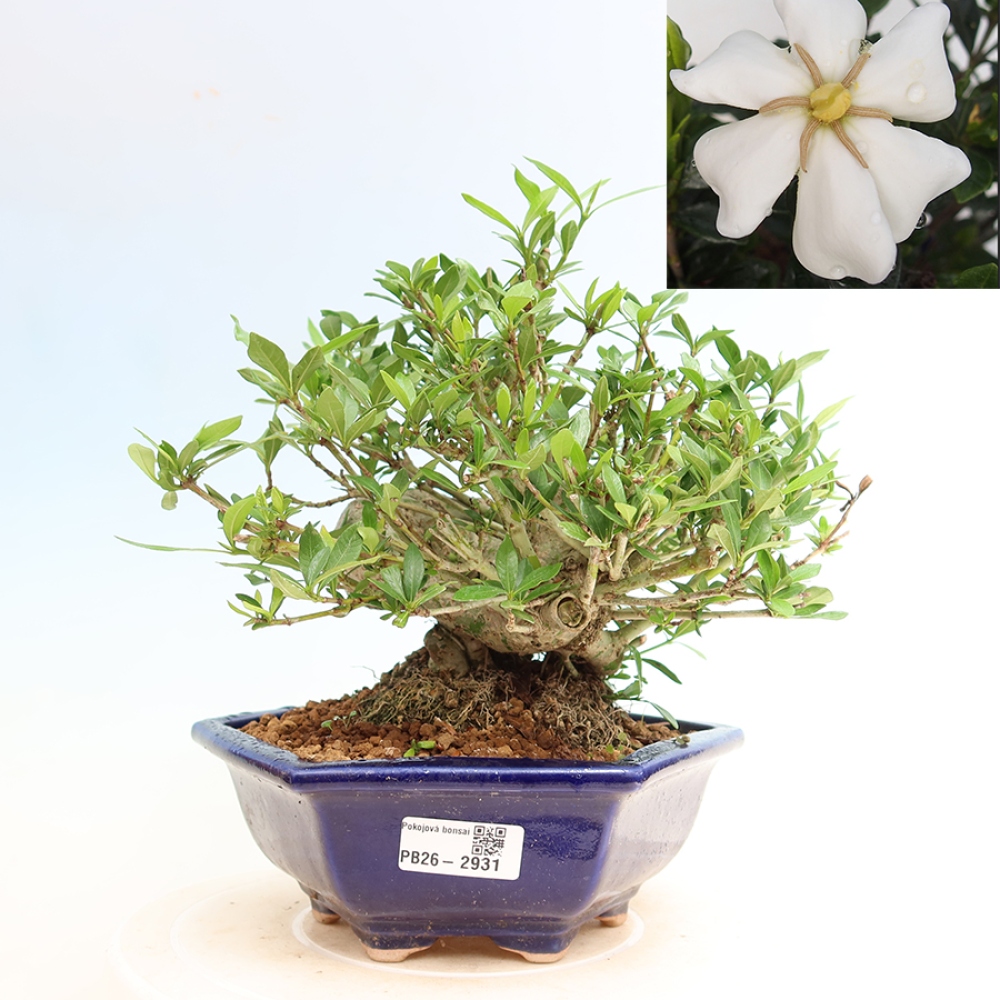 Bonsaï de chambre - Gardenia jasminoides-Gardenia