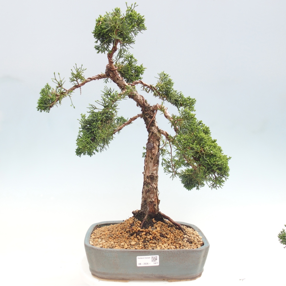 Bonsaï d'extérieur - Juniperus chinensis Kishu