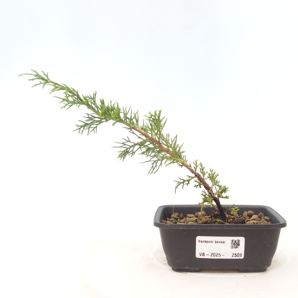 Bonsaï d'extérieur - Juniperus chinensis Itoigawa
