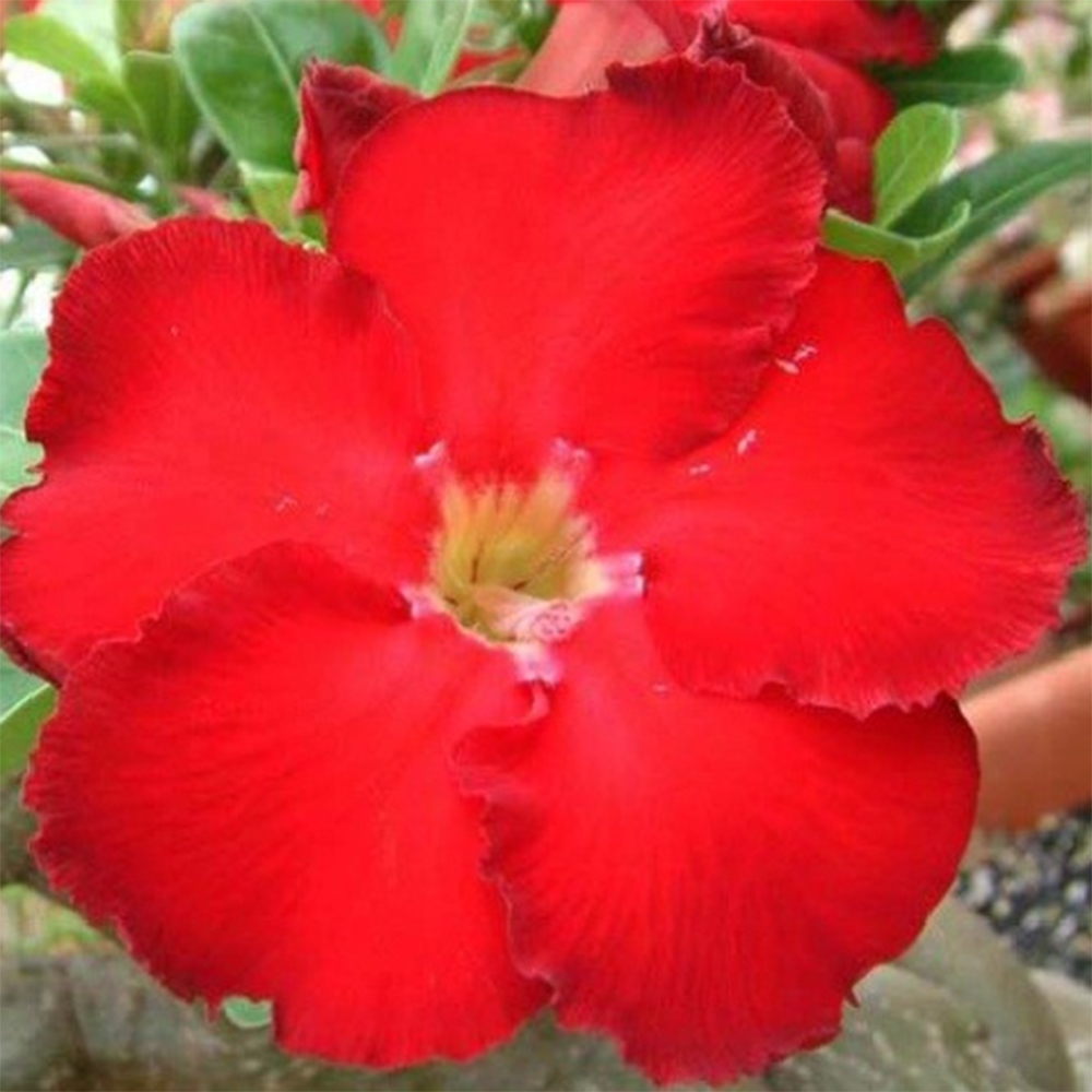Bonsaï d'intérieur - Adenium obesum Red Star - Rose du désert