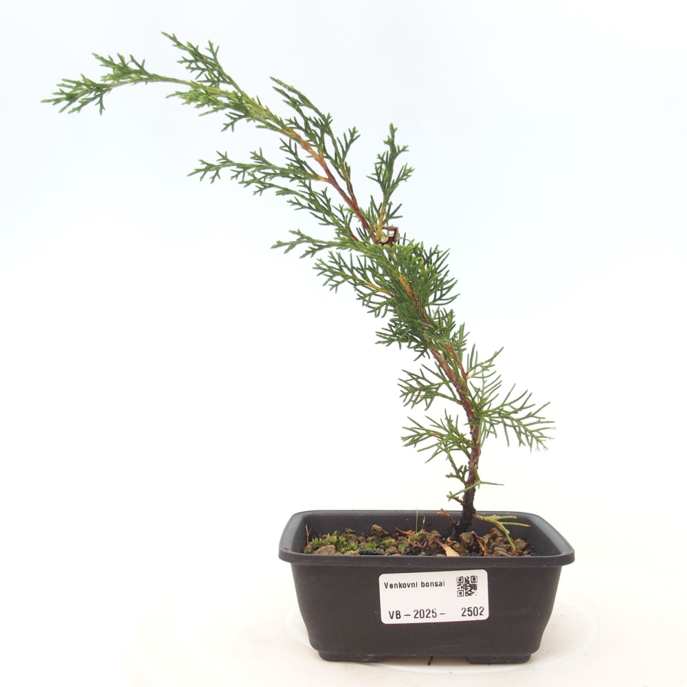 Bonsaï d'extérieur - Juniperus chinensis Itoigawa
