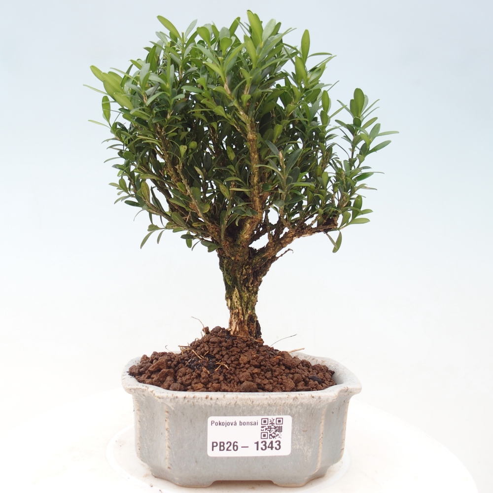 Bonsaï de chambre - Buxus harlandii - buxus liège