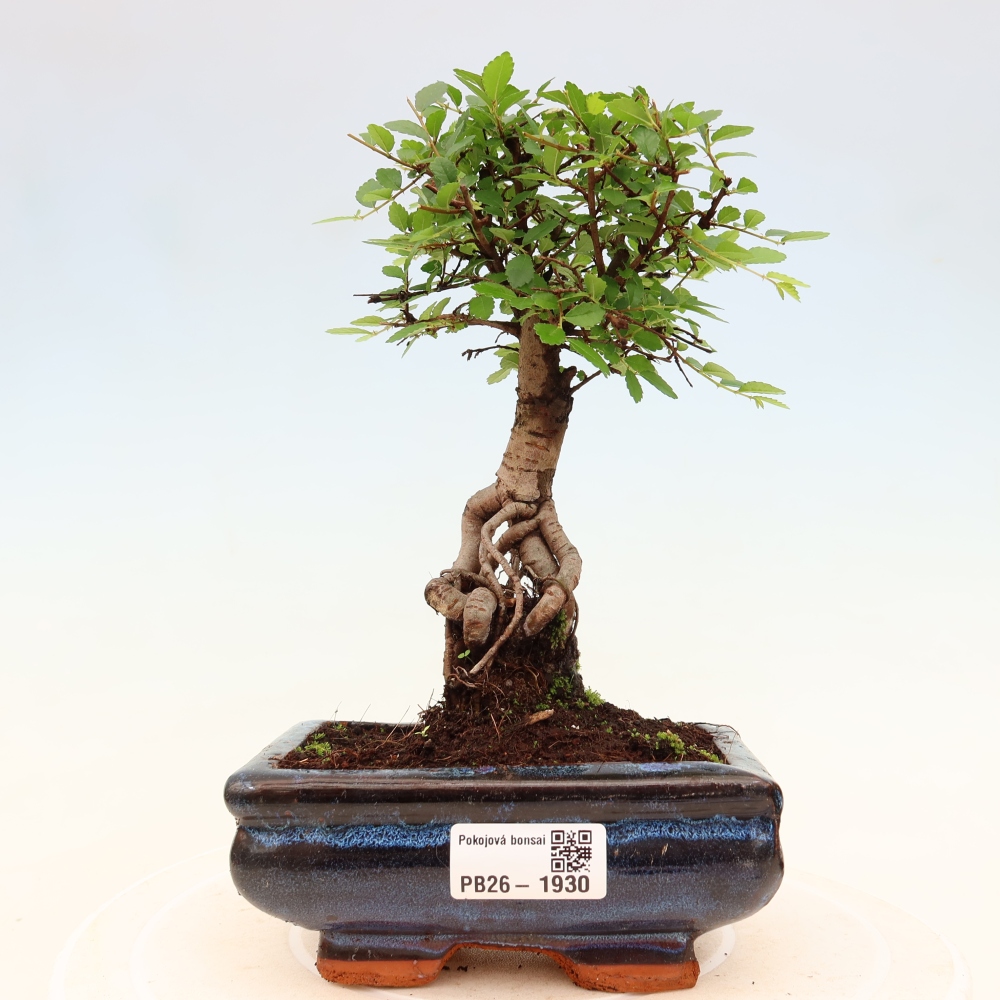 Bonsaï de chambre - Ulmus parvifolia - Orme à petites feuilles