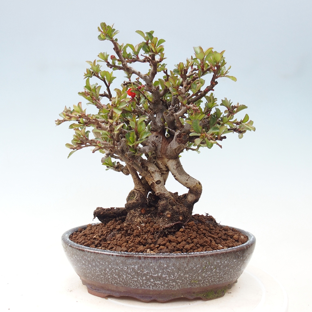 Bonsaï d'extérieur - Chaneomeles speciosa - Coing