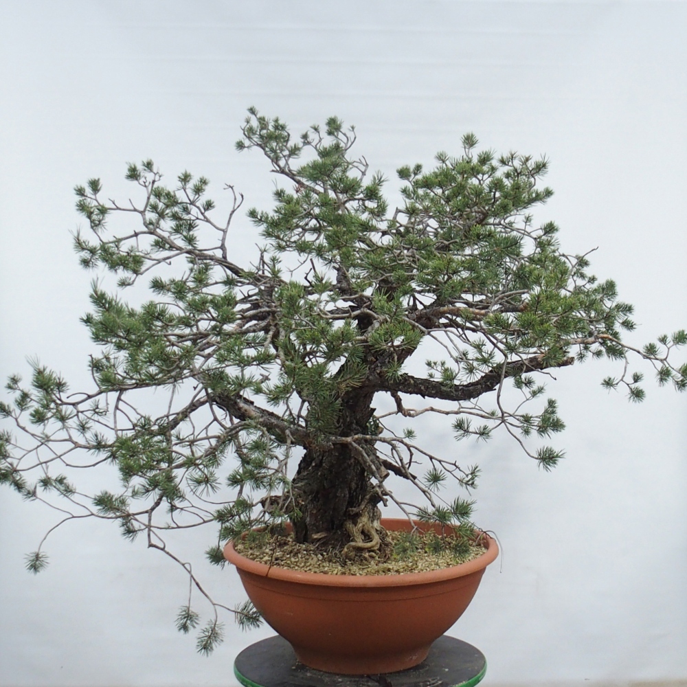 Yamadori - Pinus sylvestris Espagne