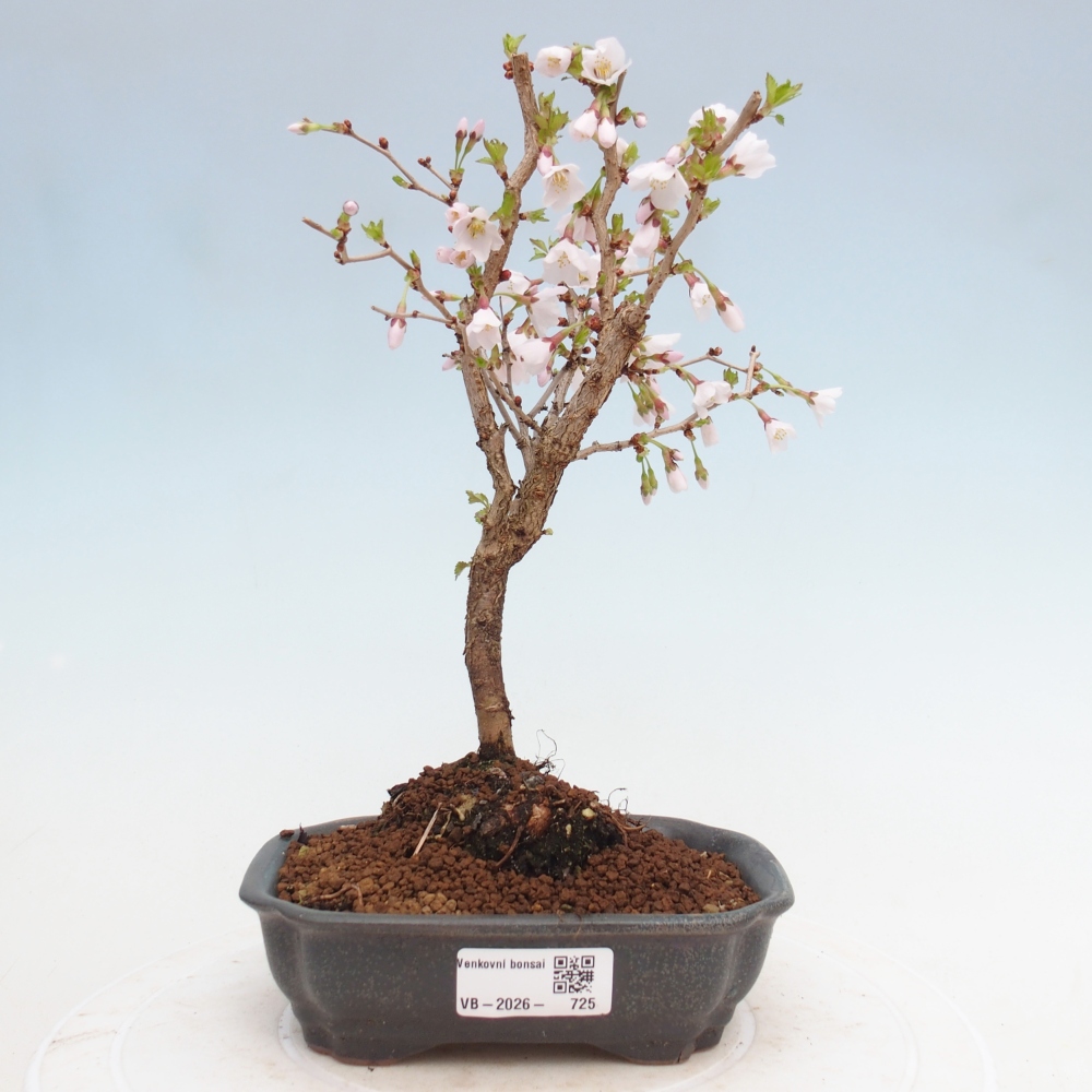 Bonsaï d'extérieur - Prunus incisa Kojou-no mai-Plivon découpé