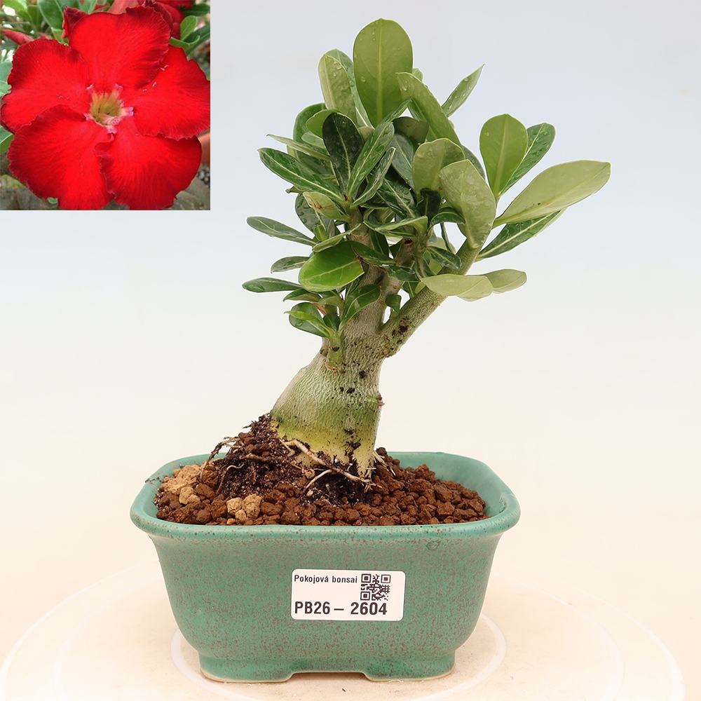 Bonsaï d'intérieur - Adenium obesum Red Star - Rose du désert