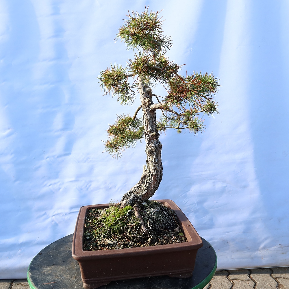 Pinus sylvestris Espagne - pin sylvestre