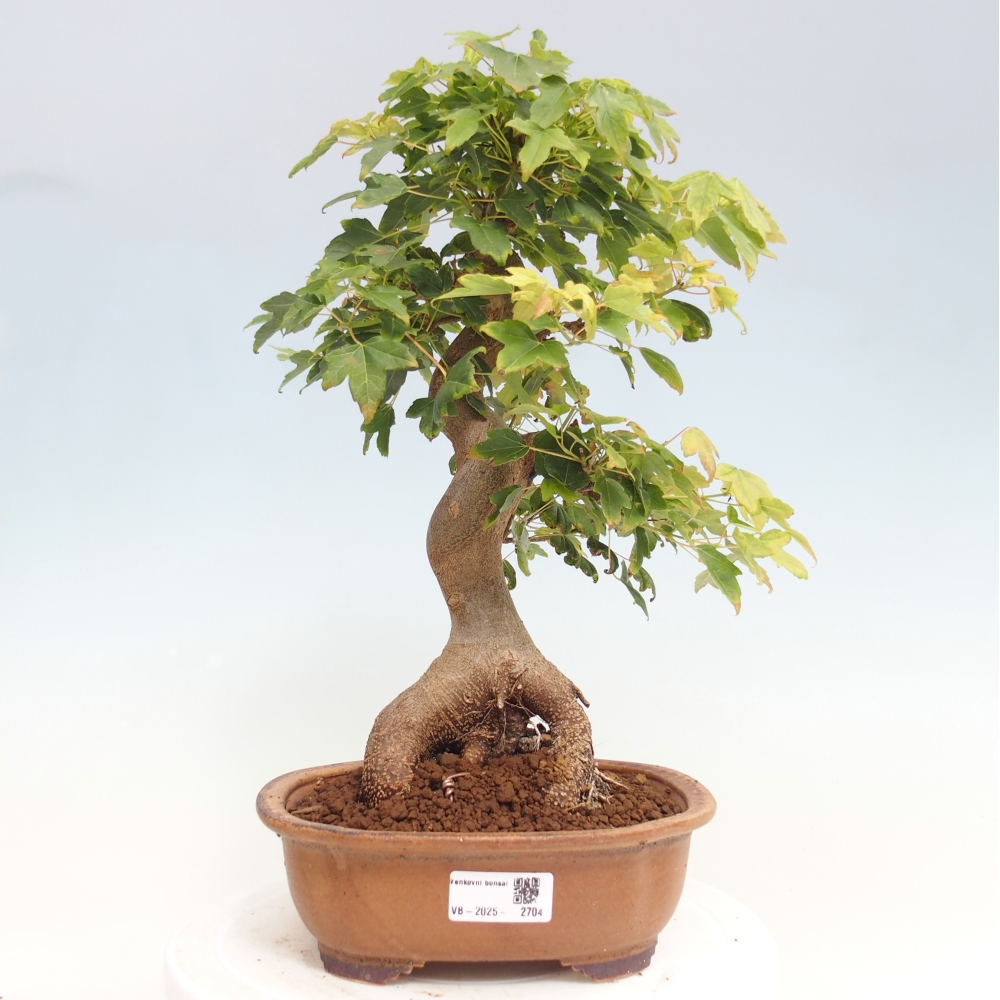 Bonsaï d'extérieur - Acer Buergerianum - Burger Maple