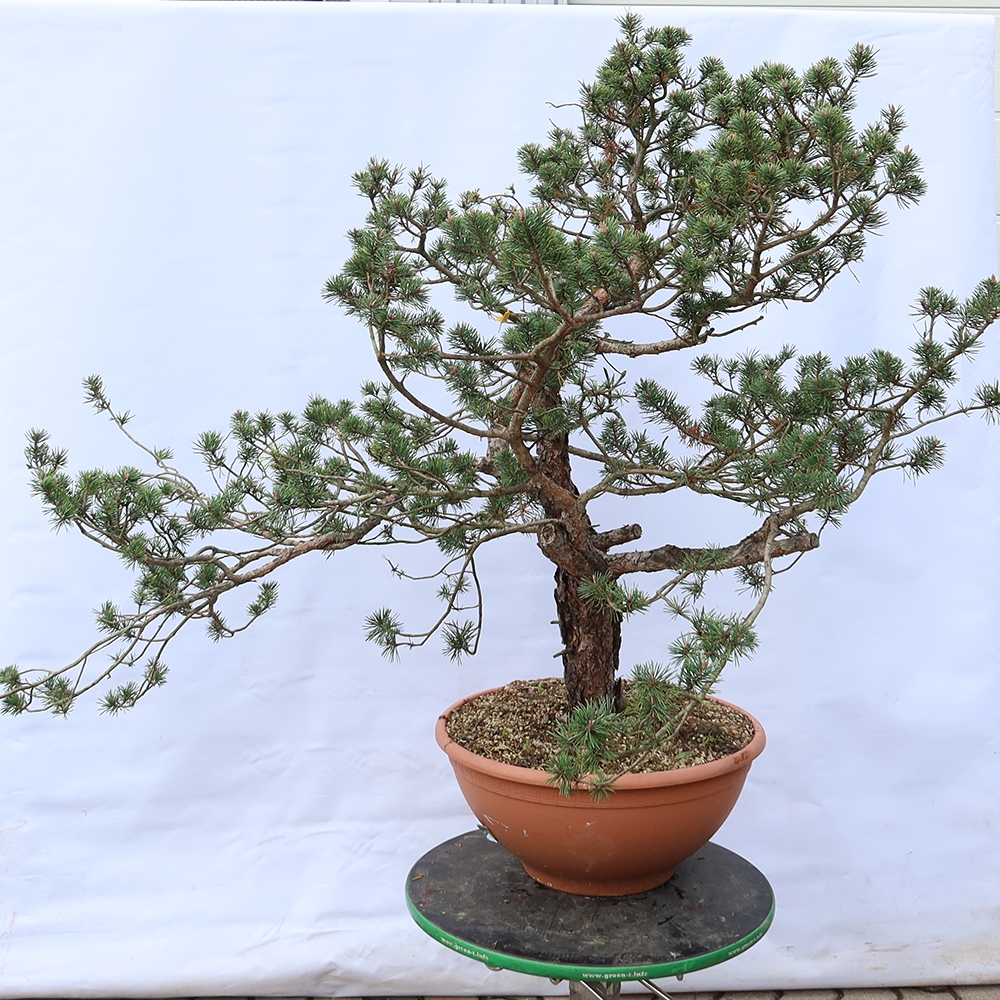Pinus sylvestris Espagne - pin sylvestre