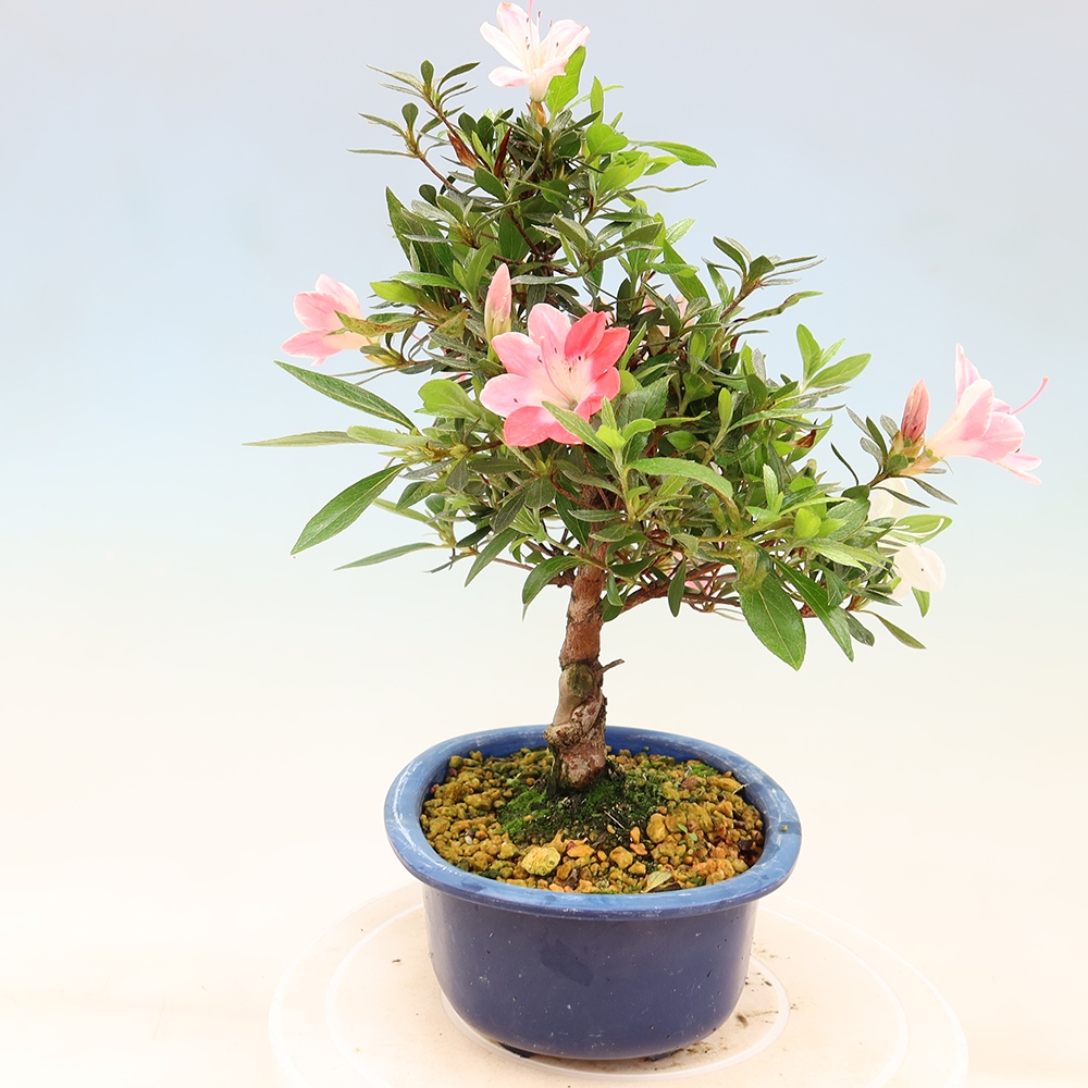 Bonsaï d'extérieur - Azalée japonaise - Azalea Senhime