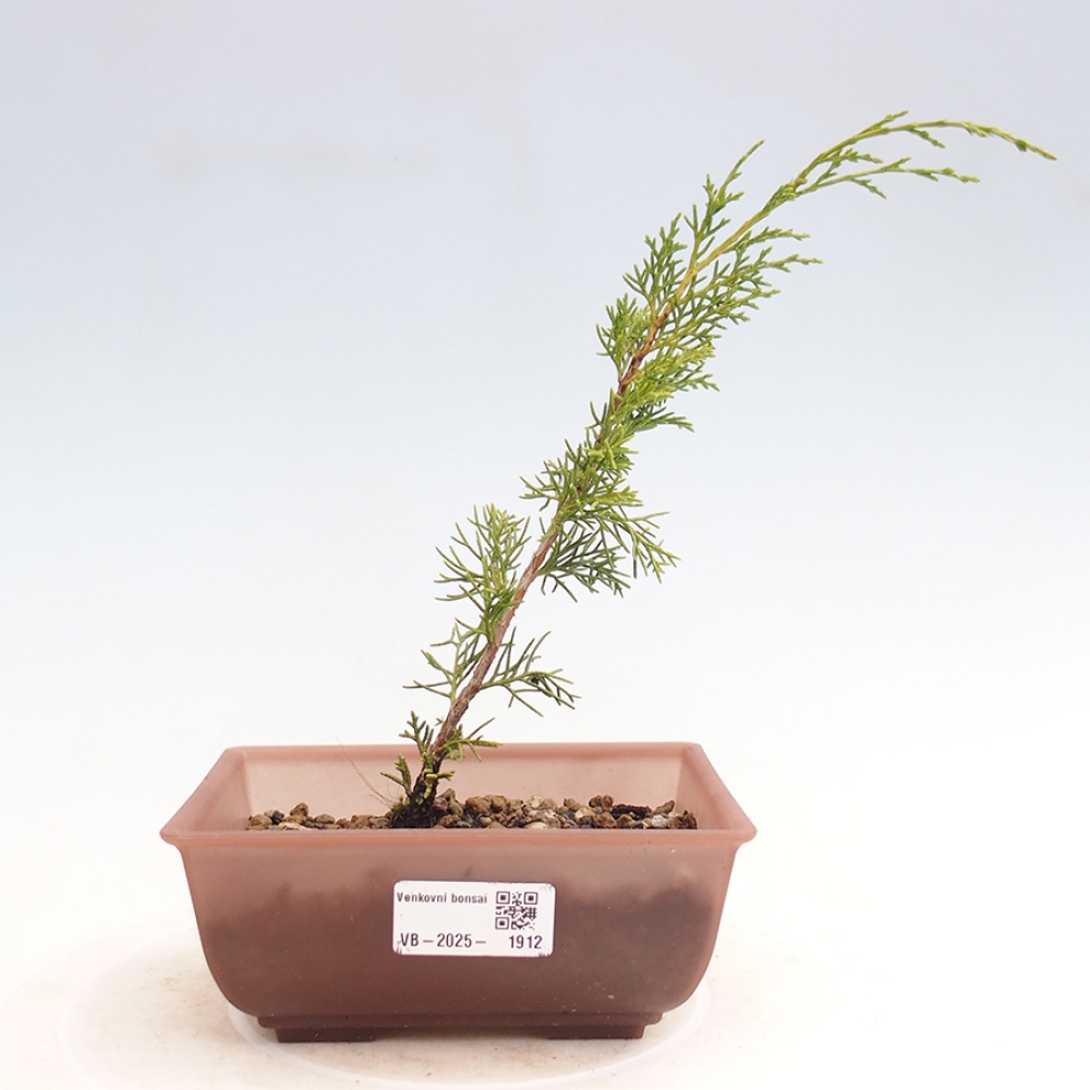 Bonsaï d'extérieur - Juniperus chinensis Itoigawa
