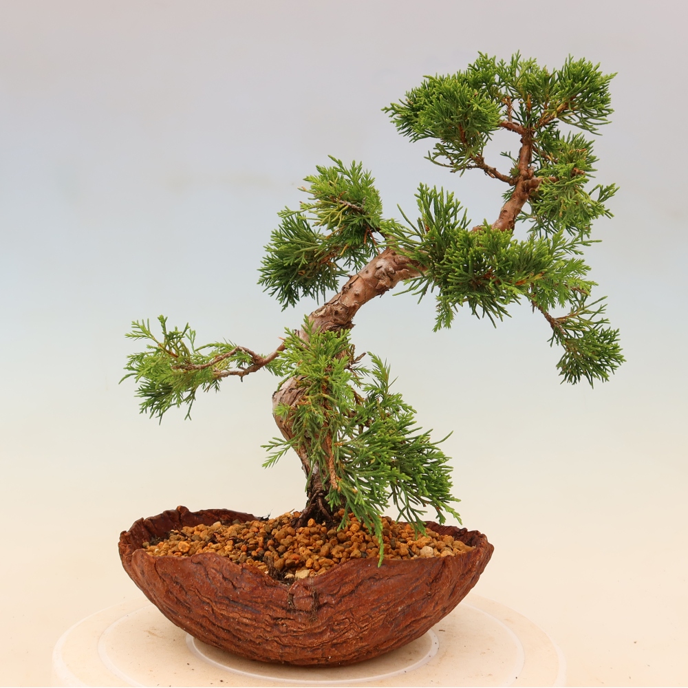 Bonsaï d'extérieur - Juniperus chinensis Itoigawa
