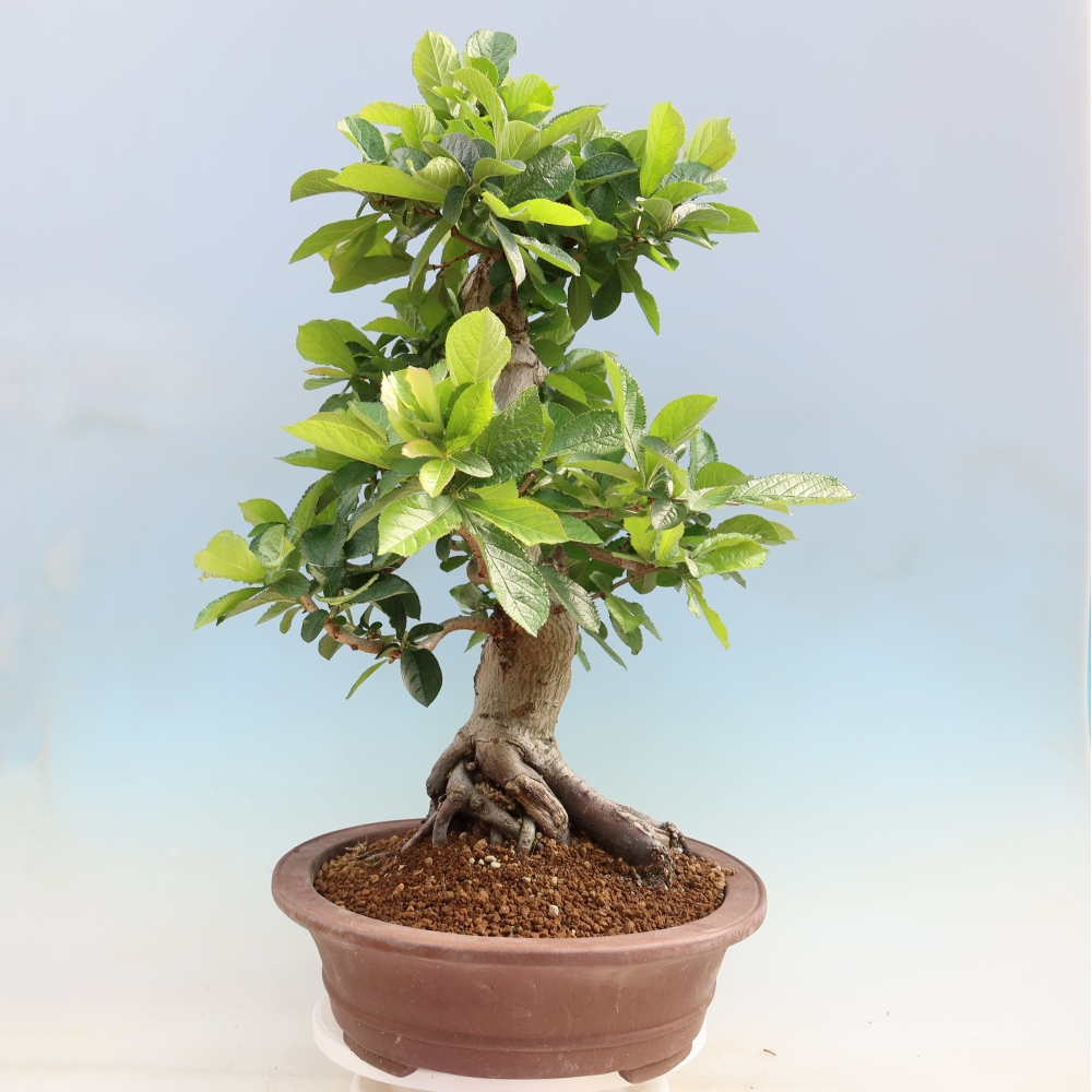 Bonsaï d'extérieur - Photinia villosa