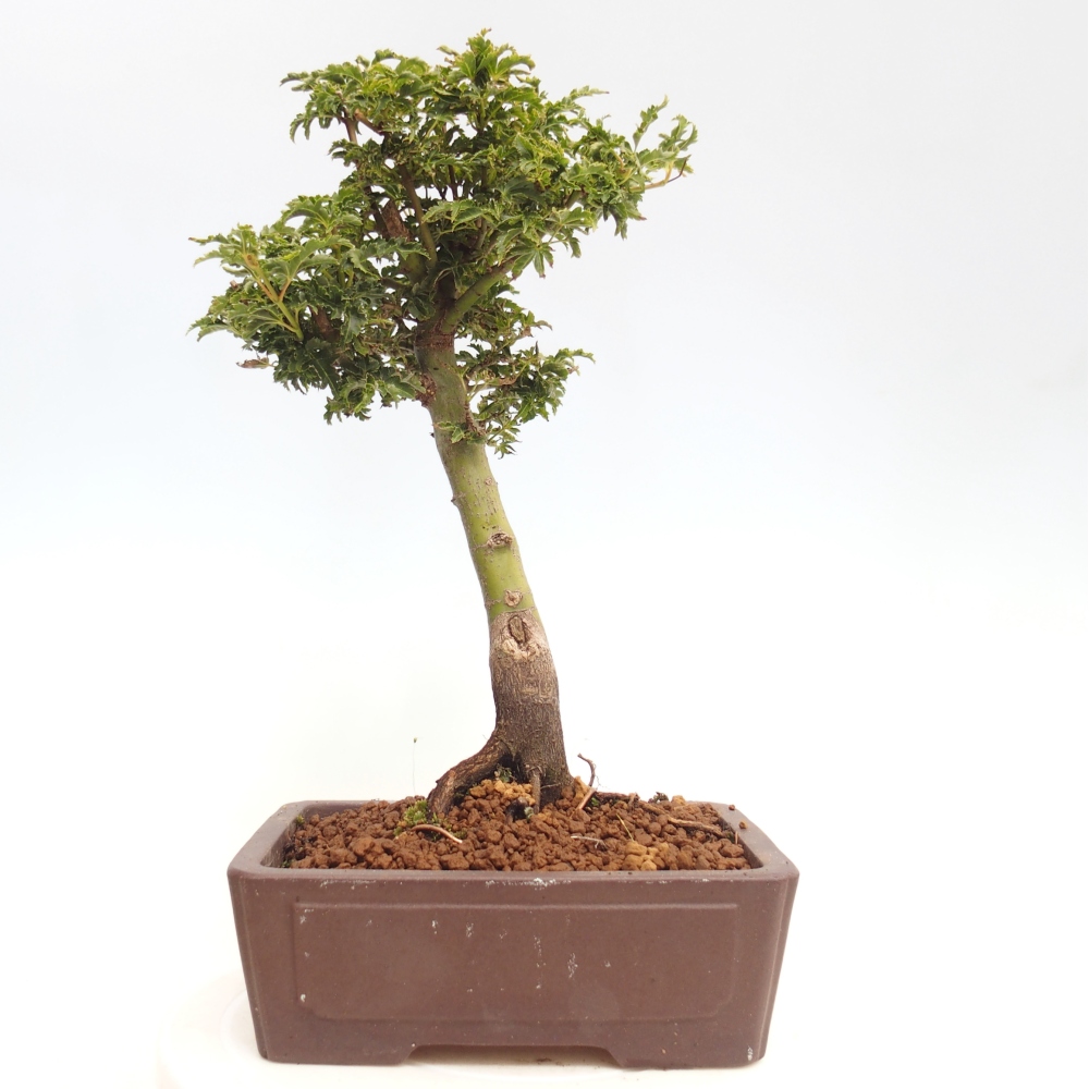 Bonsaï d'extérieur -Javor palm Acer palmatum Shishigashira