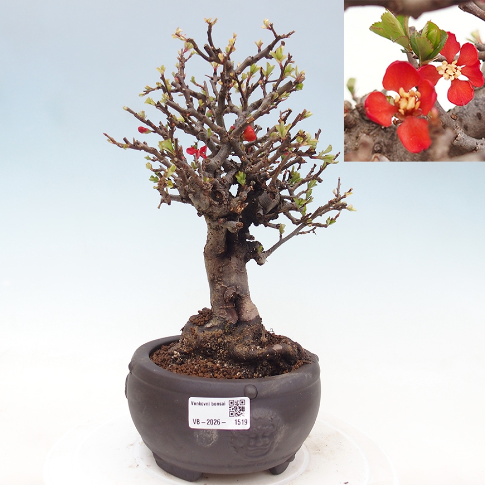 Bonsaï d'extérieur - Chaneomeles speciosa - Coing