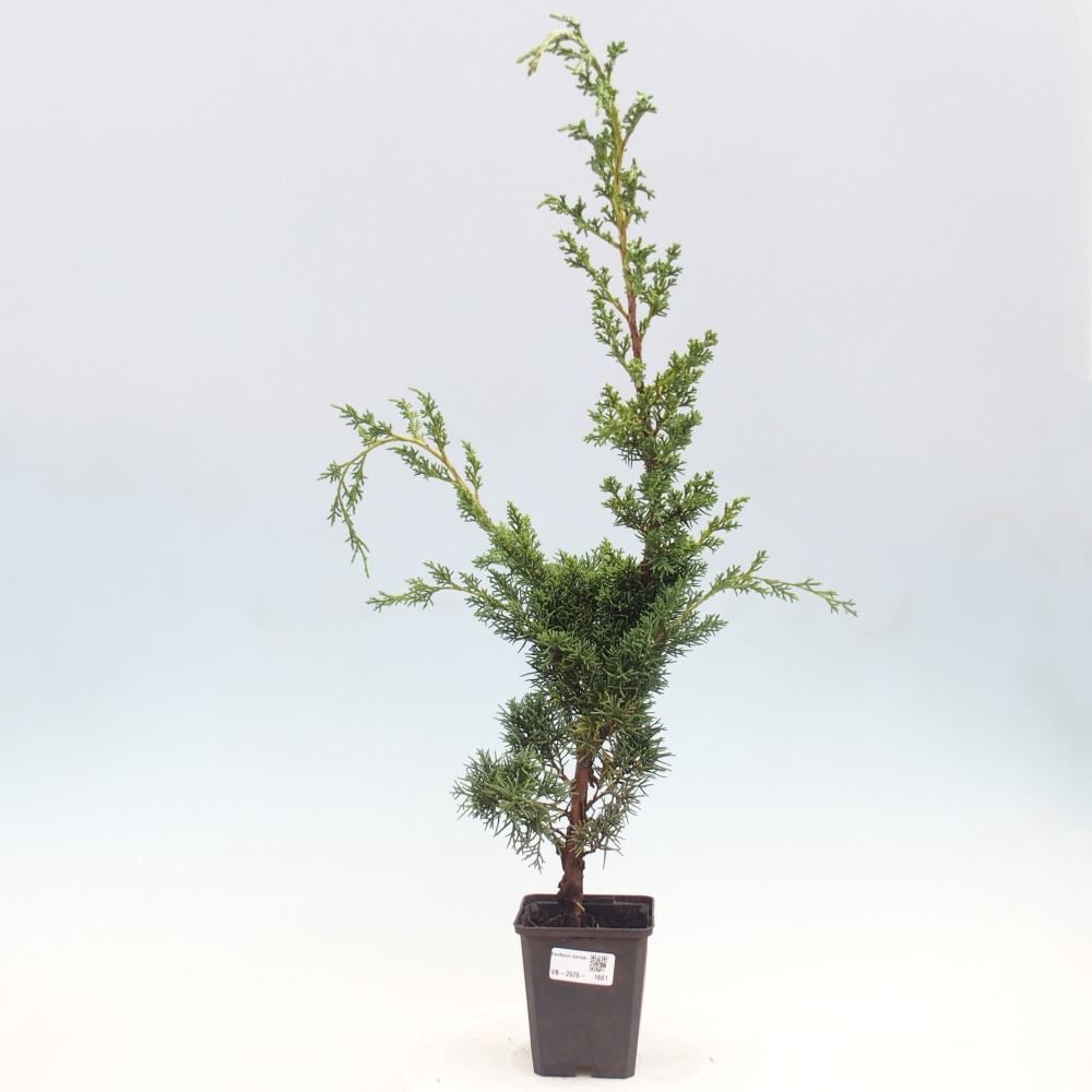 Bonsaï d'extérieur - Juniperus chinensis Kishu