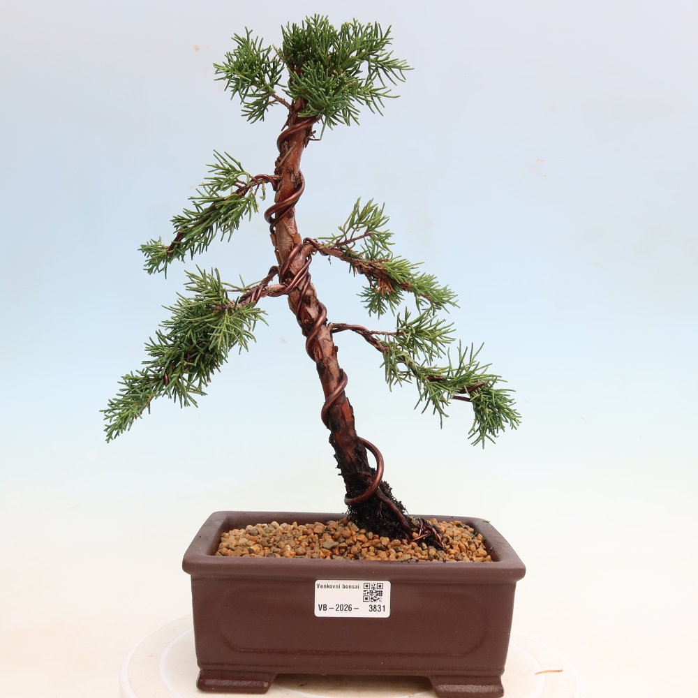 Bonsaï d'extérieur - Juniperus chinensis Kishu