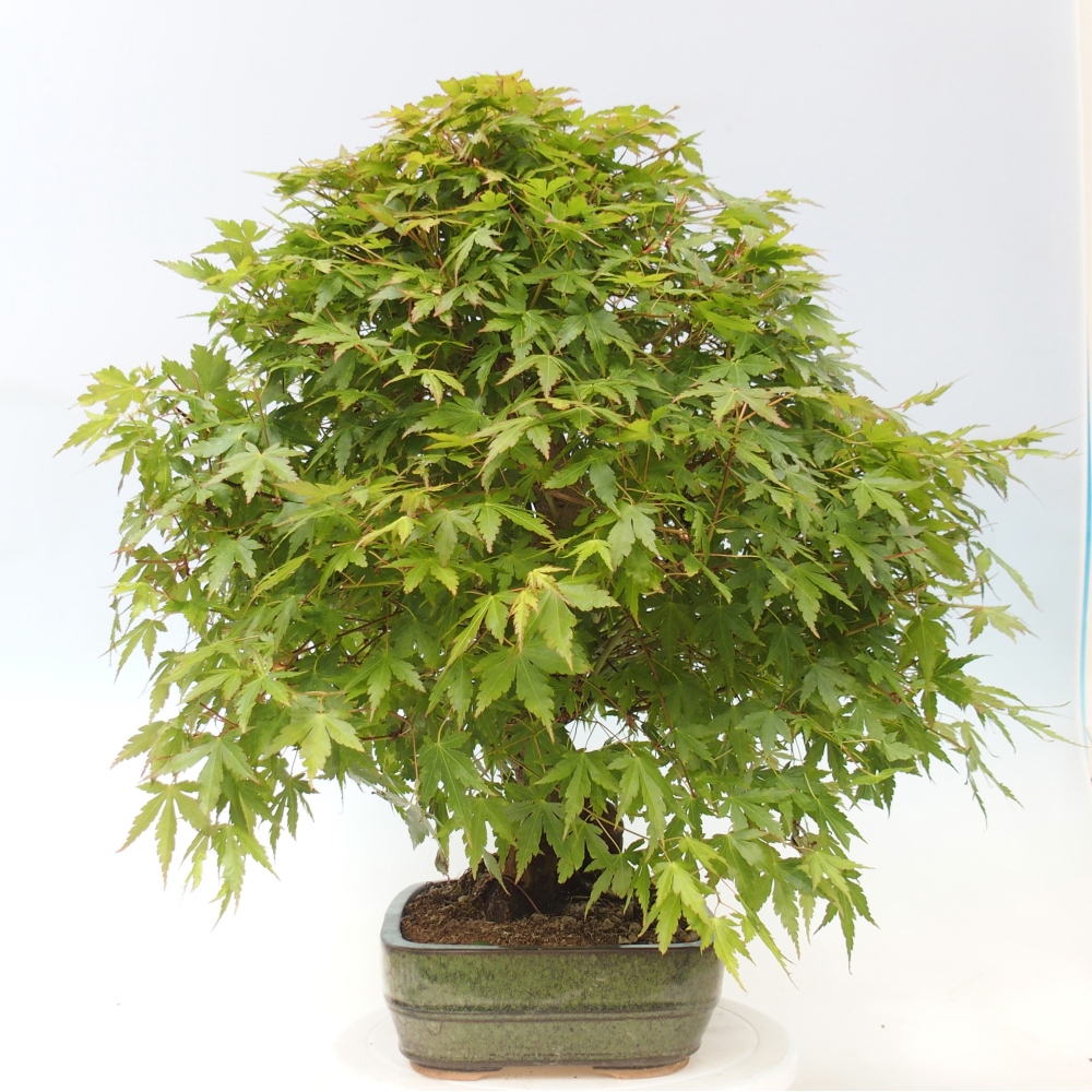 Bonsaï d'extérieur - Acer palmatum - préparation des palettes UNIQUEMENT