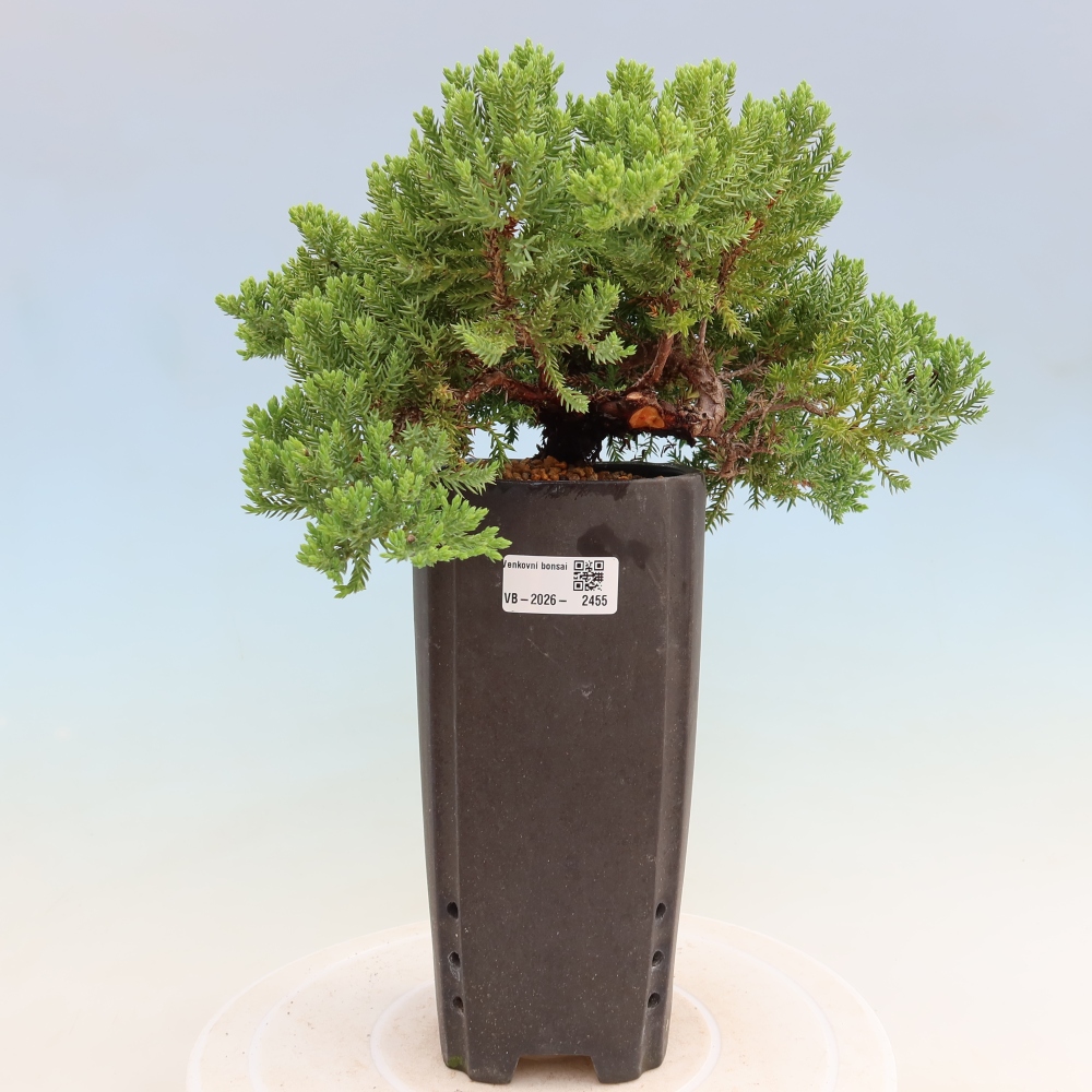 Bonsaï d'extérieur - Juniperus procumbens - Juniperus procumbens