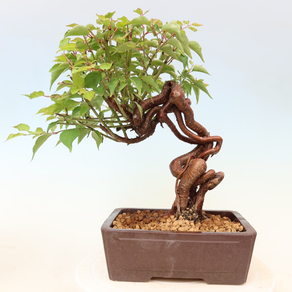 Bonsaï d'extérieur - Abricotier japonais - Prunus Mume