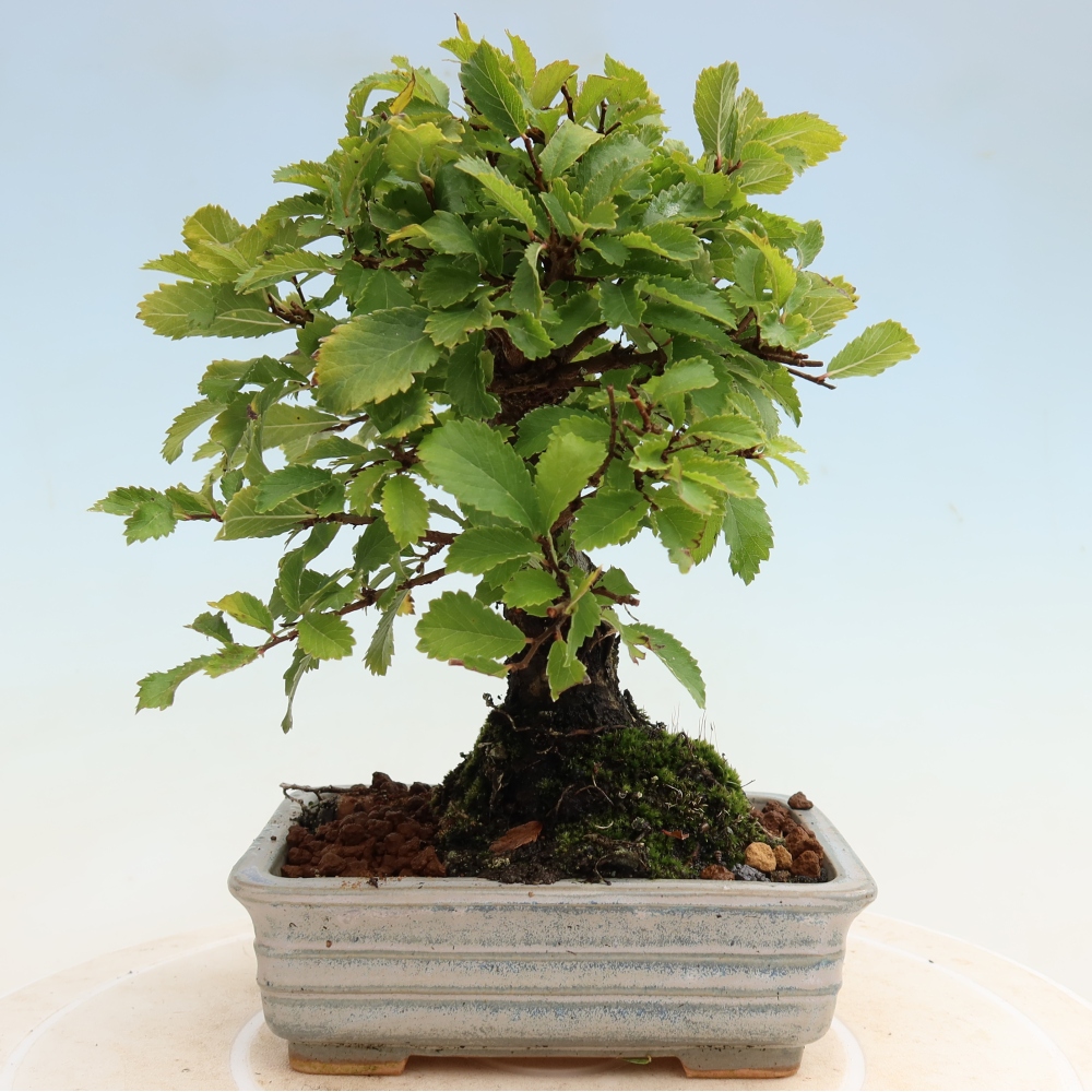 Bonsaï d'extérieur - Zelkova - Zelkova NIRE