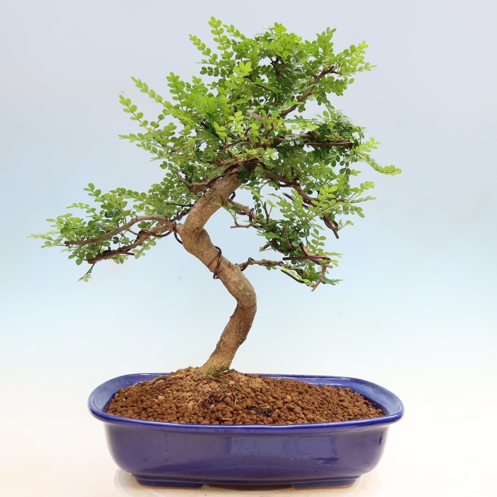 Salle bonsaï - Zantoxylum piperitum - arbre à poivre