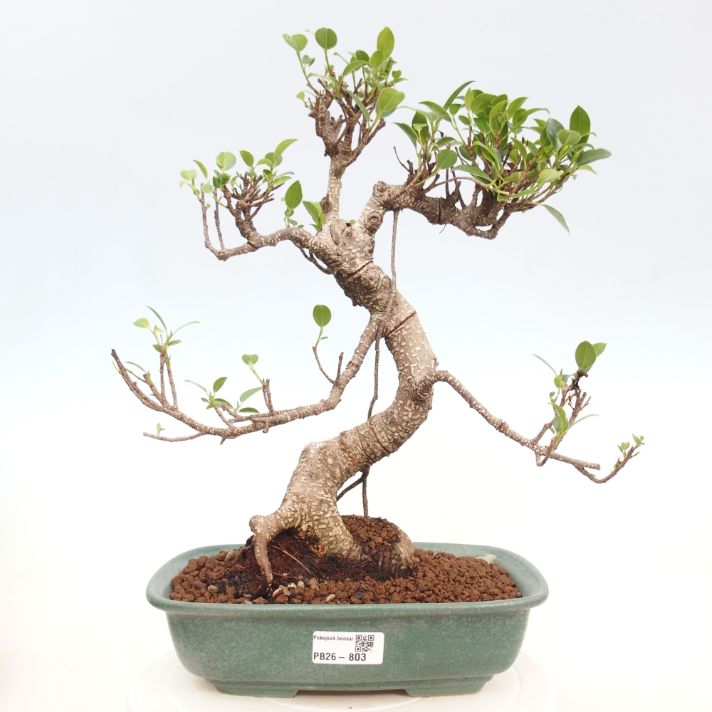 Salle bonsaï - Ficus kimmen - ficus à petites feuilles