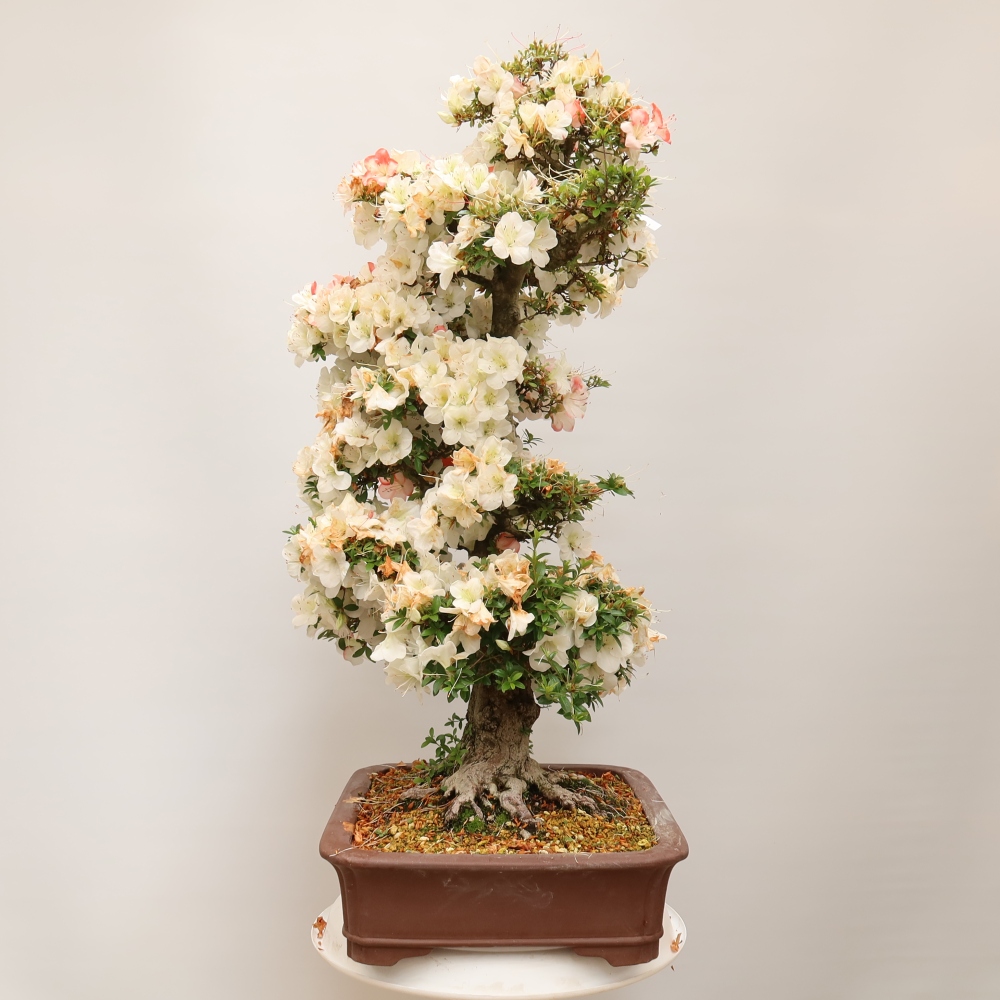 Bonsaï d'extérieur - Azalée japonaise - Azalea Tochizumi