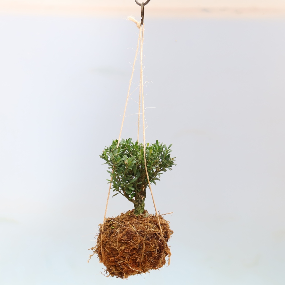 Kokedama en poterie - Buxus harlandii - buis liège