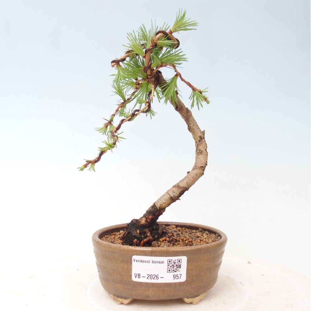 Bonsaï d'extérieur - Larix Kaempferi - Mélèze du Japon