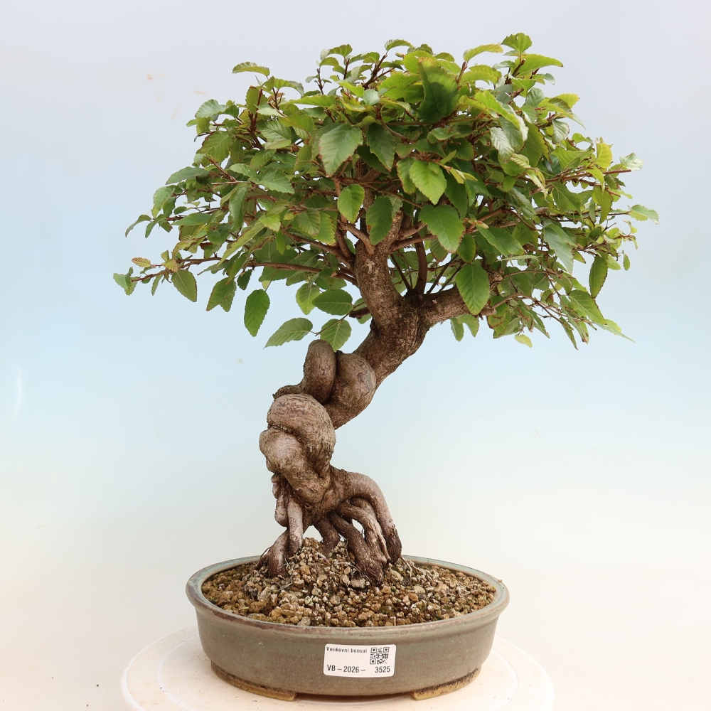 Bonsaï d'extérieur -Carpinus CARPINOIDES - Charme de Corée